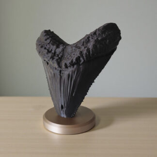 Megalodon-Zahn Deko-Fossil 3D gedruckt – 149 × 141 × 85 mm, PLA